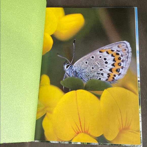 NEW🌈 The Tiny Wish Storybook thumbelina - Picture 3 of 7